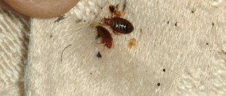 Photos of dead bedbugs