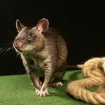 Фото: Гамбийская крыса