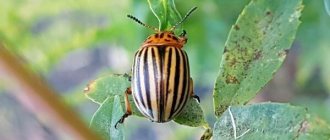 Фото: Колорадский жук