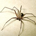 Фото: Коричневый паук отшельник