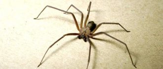 Photo: Brown recluse spider