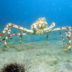 Photo: Spider Crab