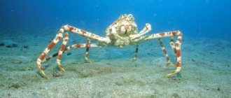 Photo: Spider Crab