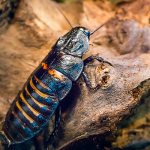 Photo: Madagascar cockroach