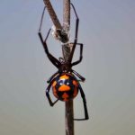 Photo: Karakurt spider