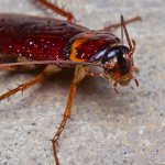 Фото: Рыжий таракан