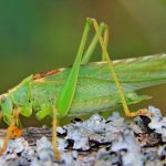 Photo of locusts