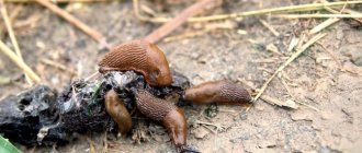 Photos of slugs
