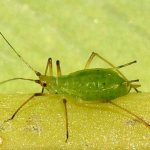 Photo of aphids