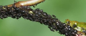 Photo of aphids on a tree