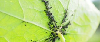 Photo of aphids on leaves