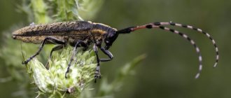 Photo: Lumberjack Beetle