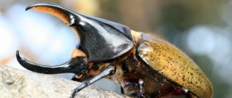 Photo: Hercules beetle