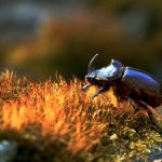 Photo: Rhinoceros beetle insect