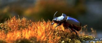 Фото: Жук носорог насекомое