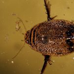 Photo: Swimming beetle