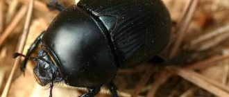 photo of dung beetle