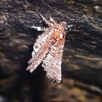 Где и как зимуют бабочки - особенности процесса в природе и в домашних условиях