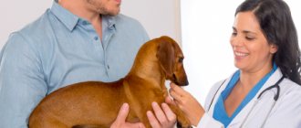 Where to look for ticks on a dog