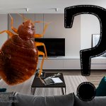 where do bed bugs hide