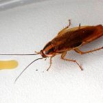 Gel against cockroaches - composition and methods of use, reviews