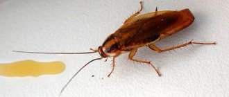 Gel against cockroaches - composition and methods of use, reviews