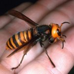 Giant hornet