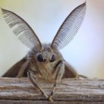 Head of a gypsy moth