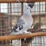 Takla pigeons (Turkish fighting pigeons)