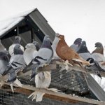 Pigeons in winter