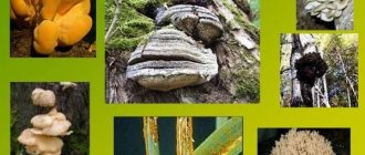 грибы паразиты