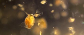 Daphnia&#39;s thoracic legs perform basic functions