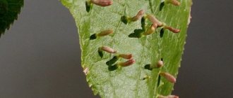 Грушевый галловый клещ на груше: меры борьбы весной, летом, препараты