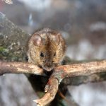 Rodents are a real disaster for the winter garden