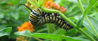 Гусеница бабочки монарх