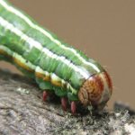 Caterpillars and butterflies of cutworms, methods of dealing with them