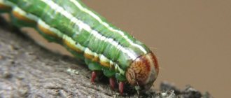 Caterpillars and butterflies of cutworms, methods of dealing with them