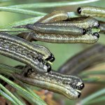 Caterpillars on pine trees, pine sawfly, photo, description