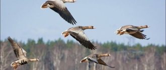 A flock of geese flies for the winter