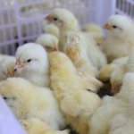 Characteristics of the Arbor Acres broiler