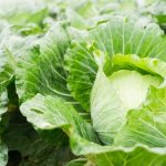 Characteristics of cabbage variety Golden Hectare