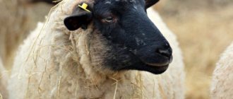 Характеристика овец породы Суффолк