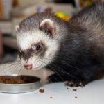 ferret eats food