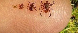 Ixodid ticks at different stages of development