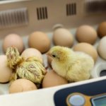Incubators for chicken eggs
