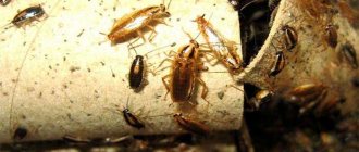 Instructions for using Phenaxin against bedbugs, cockroaches, mole crickets and ants