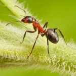 Getting rid of ants and aphids using tar soap: one remedy against 2 pests