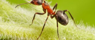 Getting rid of ants and aphids using tar soap: one remedy against 2 pests