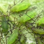 How to fight melon aphids on cucumbers as quickly and effectively as possible