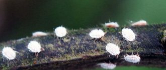 How to deal with mealybugs: remedies and preparations